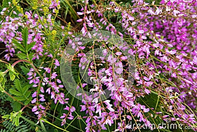 April pink flower at meadow. Lying at green grass. Floral field Stock Photo