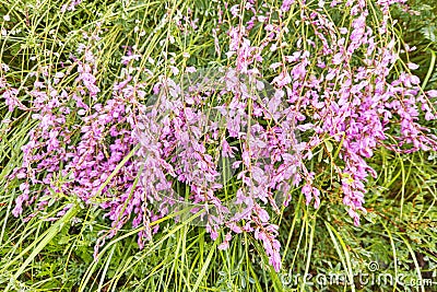 April pink flower at meadow. Lying at green grass. Floral field Stock Photo