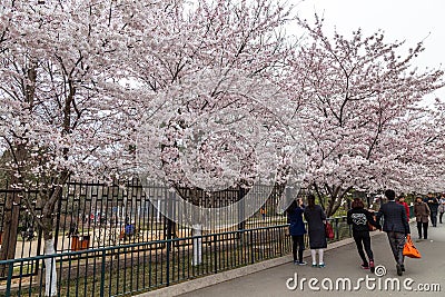 April 2015 - Qingdao, China - Cherry Blossoms festival in Zhongshan Park Editorial Stock Photo