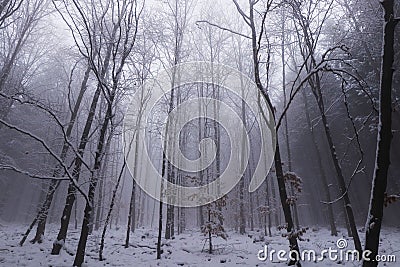 April snow showers in the forest created a wonderful magical atmosphere. White fog with bare trunk of trees created all sorts of Stock Photo