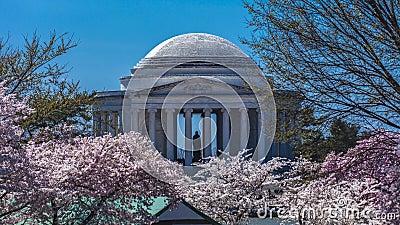 APRIL 8, 20918 - WASHINGTON D.C. - Jefferson Memorial framed by Cherry Blossoms on Tidal Basin,. Cherry, blossom Editorial Stock Photo