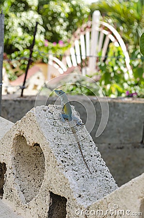 Aqua And Yellow Anole Lizard Stock Photo