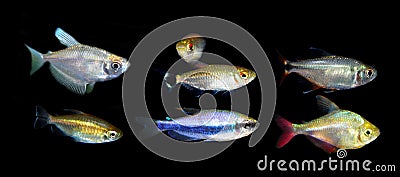 Aquaarium fish. Characidae family Stock Photo