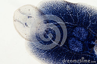 Aquaculture fish parasite Benedenia Stock Photo