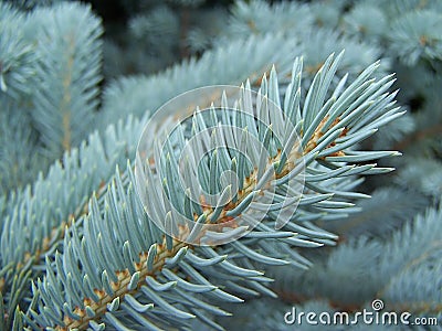 Aquamarine branch of silver spruce Stock Photo