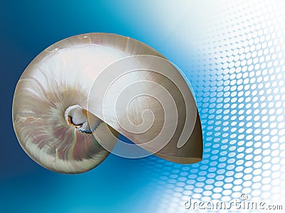 Aquamarine nautilus Stock Photo