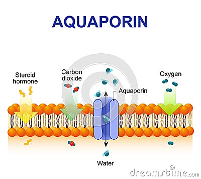 Aquaporin is integral membrane proteins Vector Illustration