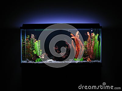 Aquarium Stock Photo