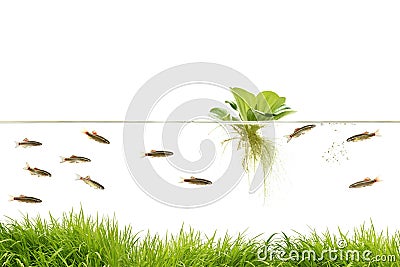 Aquarium Stock Photo