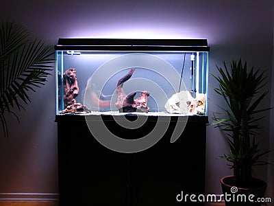 Aquarium Stock Photo