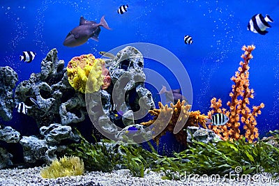 Aquarium Stock Photo