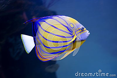 Aquarium angel fish Stock Photo