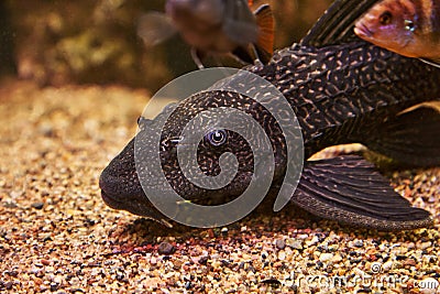 Aquarium catfish Ancestrus or fish sucker Stock Photo