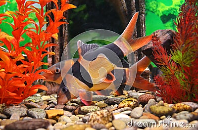 Aquarium catfish Stock Photo