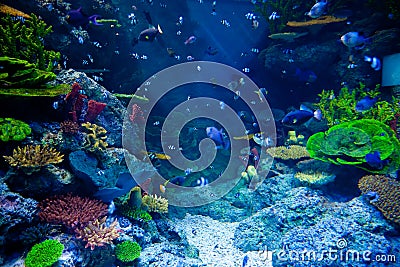 Aquarium with colorful tropical fish and beautiful corals Stock Photo