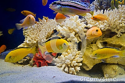 Aquarium with dead hard corals, white sand and lake Malawi cichlid fish, beautiful freshwater aqua design Stock Photo