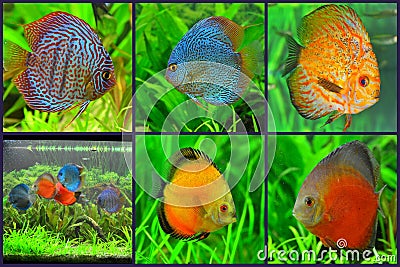 Aquarium - discus fish varieties collage Stock Photo