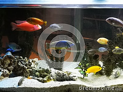 Aquarium with exotic fish of different species Stock Photo