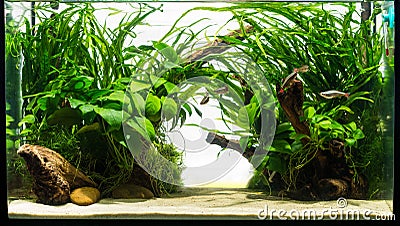 Aquarium with ferns and white background Stock Photo