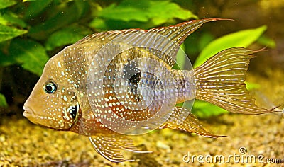 Aquarium Fish 19 Stock Photo