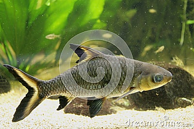Aquarium Fish 4 Stock Photo