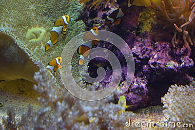 Aquarium fish Black and white fish clown (Amphiprion ocellaris Stock Photo