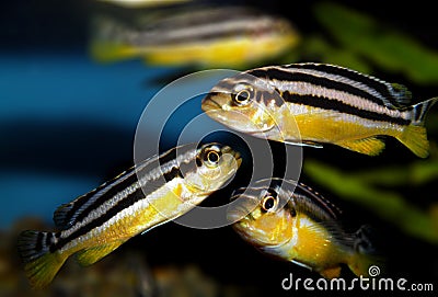 Aquarium fish. Cichlidae family Stock Photo