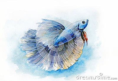 Aquarium fish-cockerel, watercolor drawing. Stock Photo