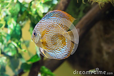 Aquarium fish discus Stock Photo