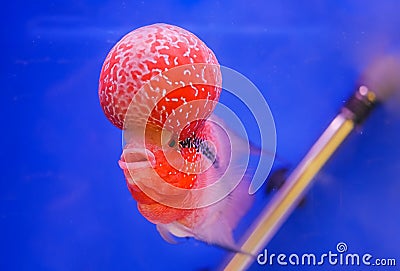 Aquarium fish, flower horn fish Stock Photo