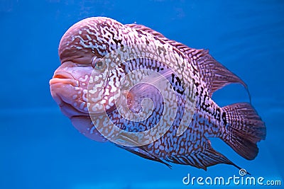 Aquarium fish, flower horn fish Stock Photo