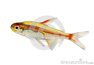 Aquarium fish Glowlight Tetra Hemigrammus erythrozonus freshwater Stock Photo