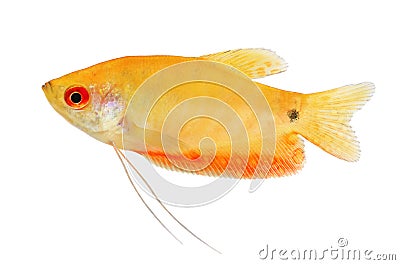 Aquarium Fish Golden gourami Trichogaster trichopterus Gold Stock Photo