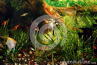 Aquarium with fish. Green theme Stock Photo