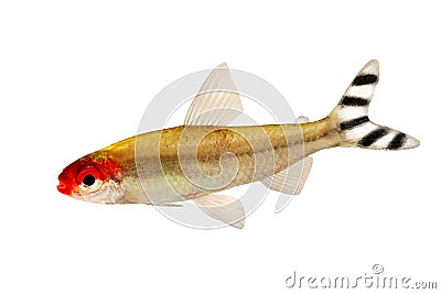 Aquarium fish Rummy-nose Tetra Hemigrammus rhodostomus bleheri freshwater Stock Photo