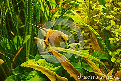 Aquarium fish Scalia on a background of alga Stock Photo