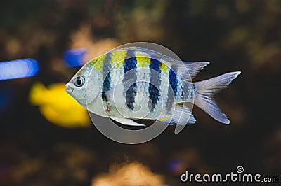 Aquarium fish - sergeant major or pÃ­ntano. Stock Photo