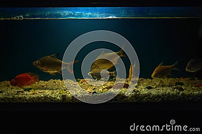 Aquarium Fish tank as hobby mira road near mumbai Stock Photo