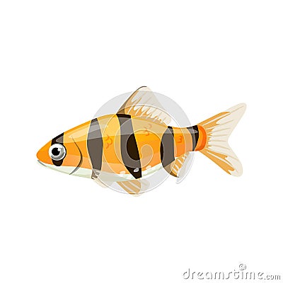 Aquarium fish tiger barb,single illustration in realistic cartoon Vector Illustration