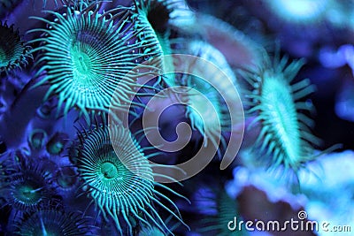 Aquarium life Stock Photo