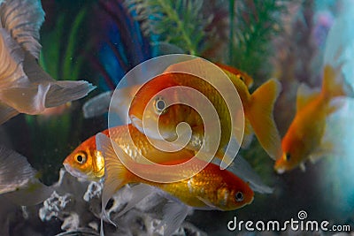 Aquarium life, Goldfish swimming uderwater Stock Photo