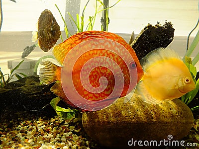 Small Aquarium with orange golden fishes and seaweeds ecosystem water background Stock Photo