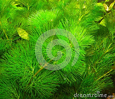 Aquarium plant Stock Photo