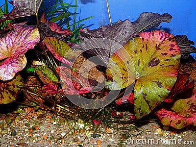 Aquarium plant Stock Photo