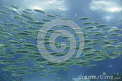 Aquarium school of fish Stock Photo
