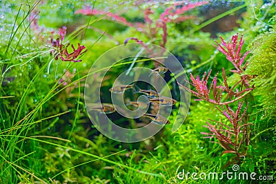 aquarium tank with aquatic plants . Stock Photo