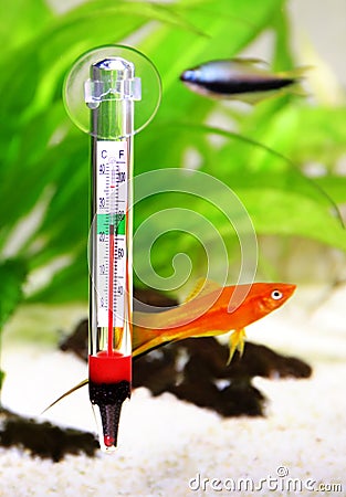 Aquarium thermometer temperature in tropical fish aquarium Stock Photo