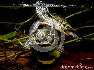 Aquarium turtle. Stock Photo