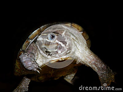 Aquarium turtle. Stock Photo
