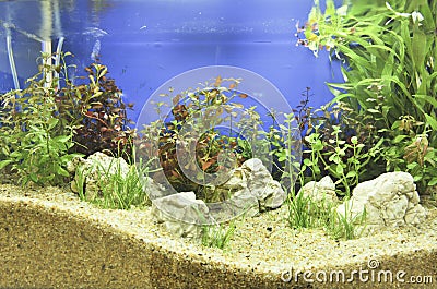 Aquarium underwater close up background design decorate Stock Photo